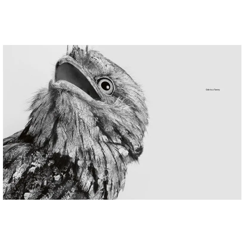 Birdland