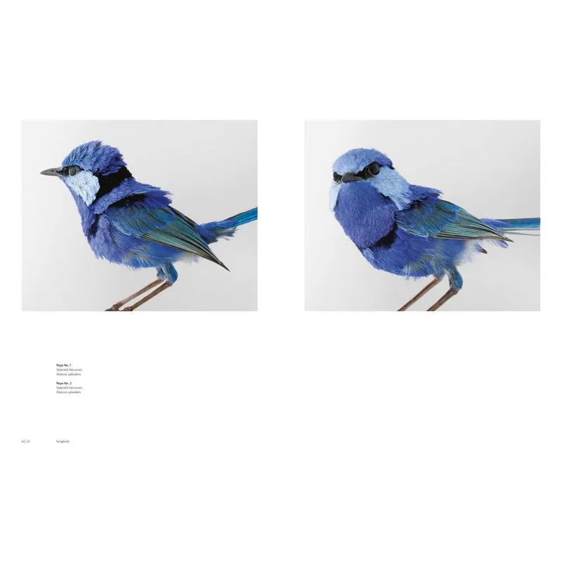 Birdland