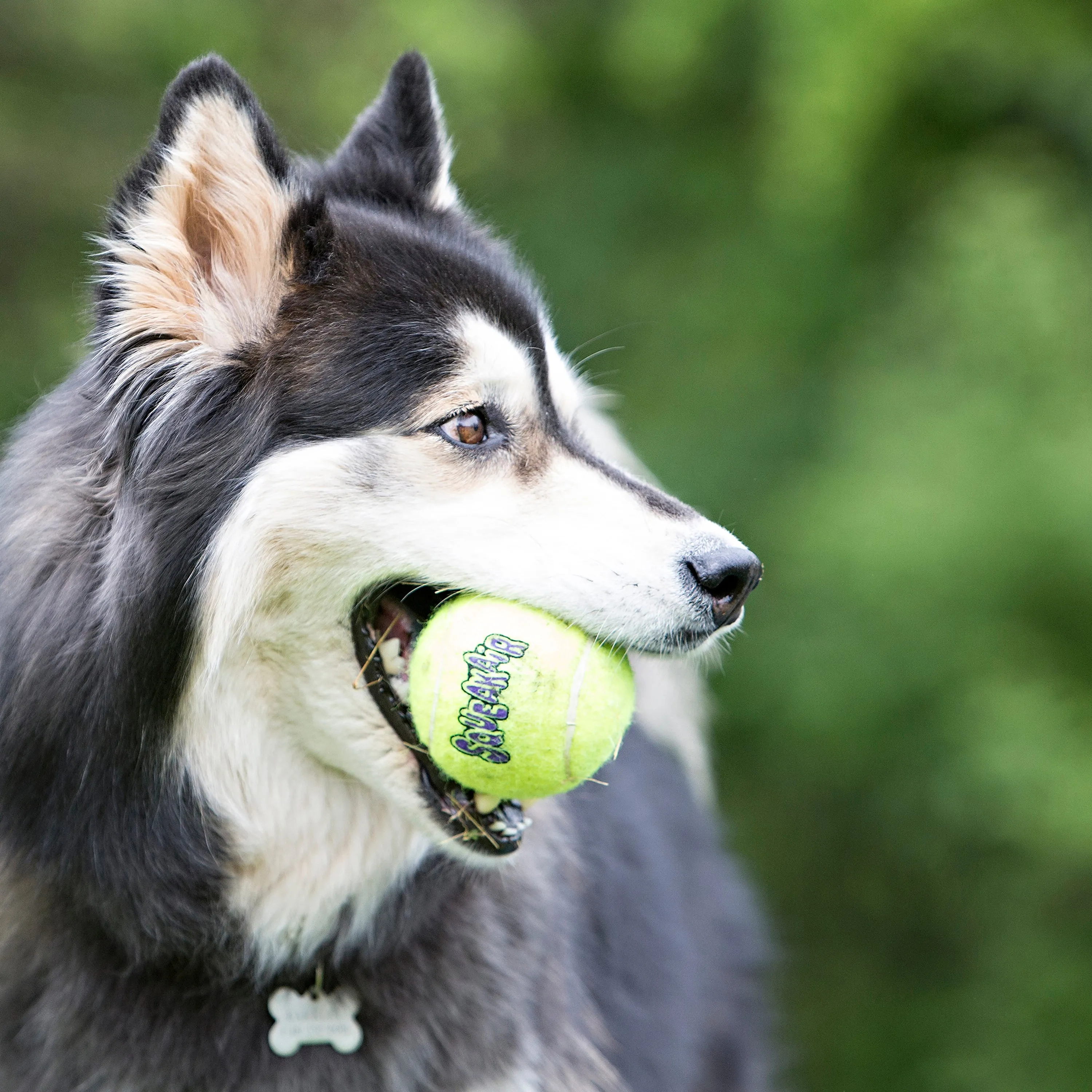 Squeaker Air Tennis Balls