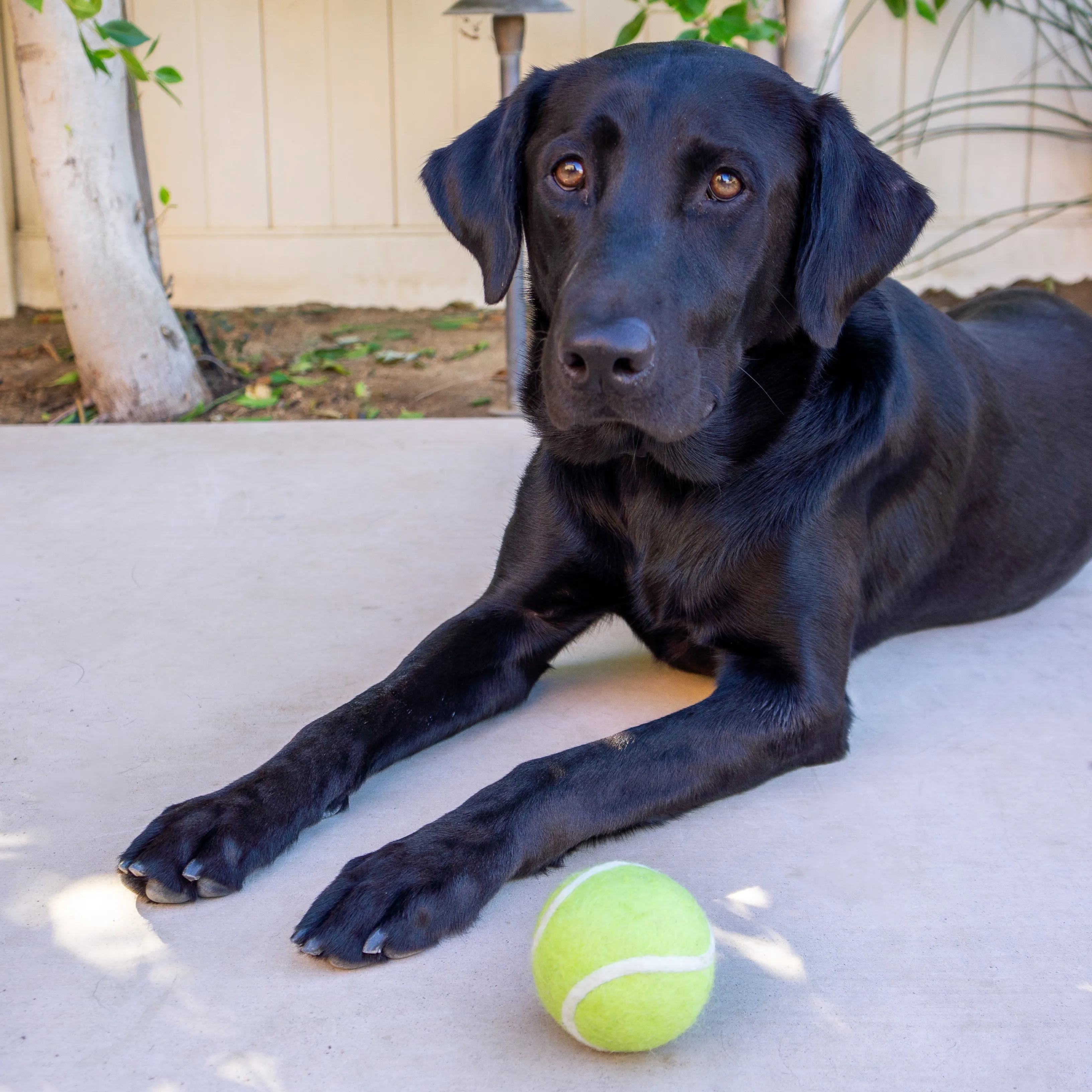 Tennis Wool Ball Dog Toy