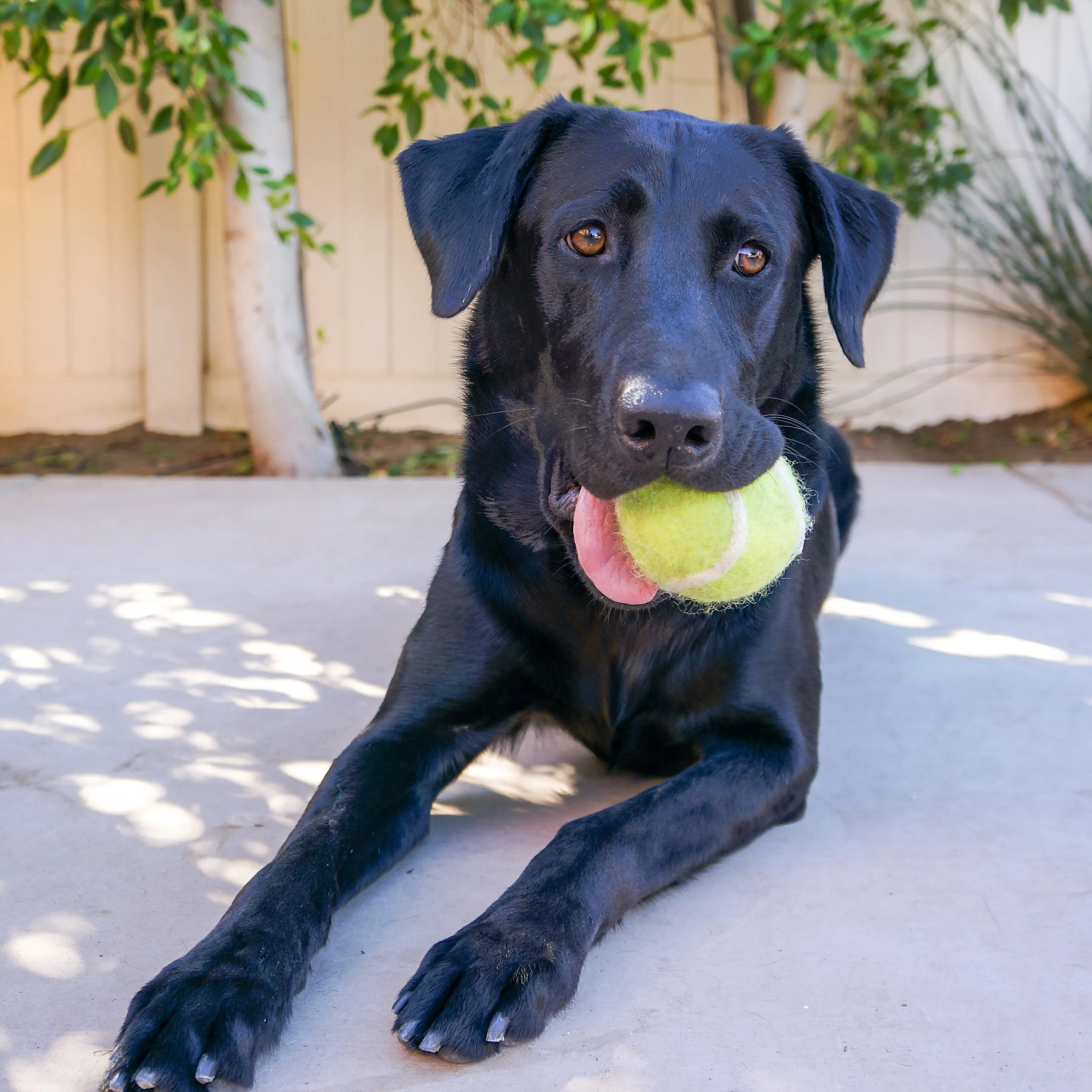Tennis Wool Ball Dog Toy