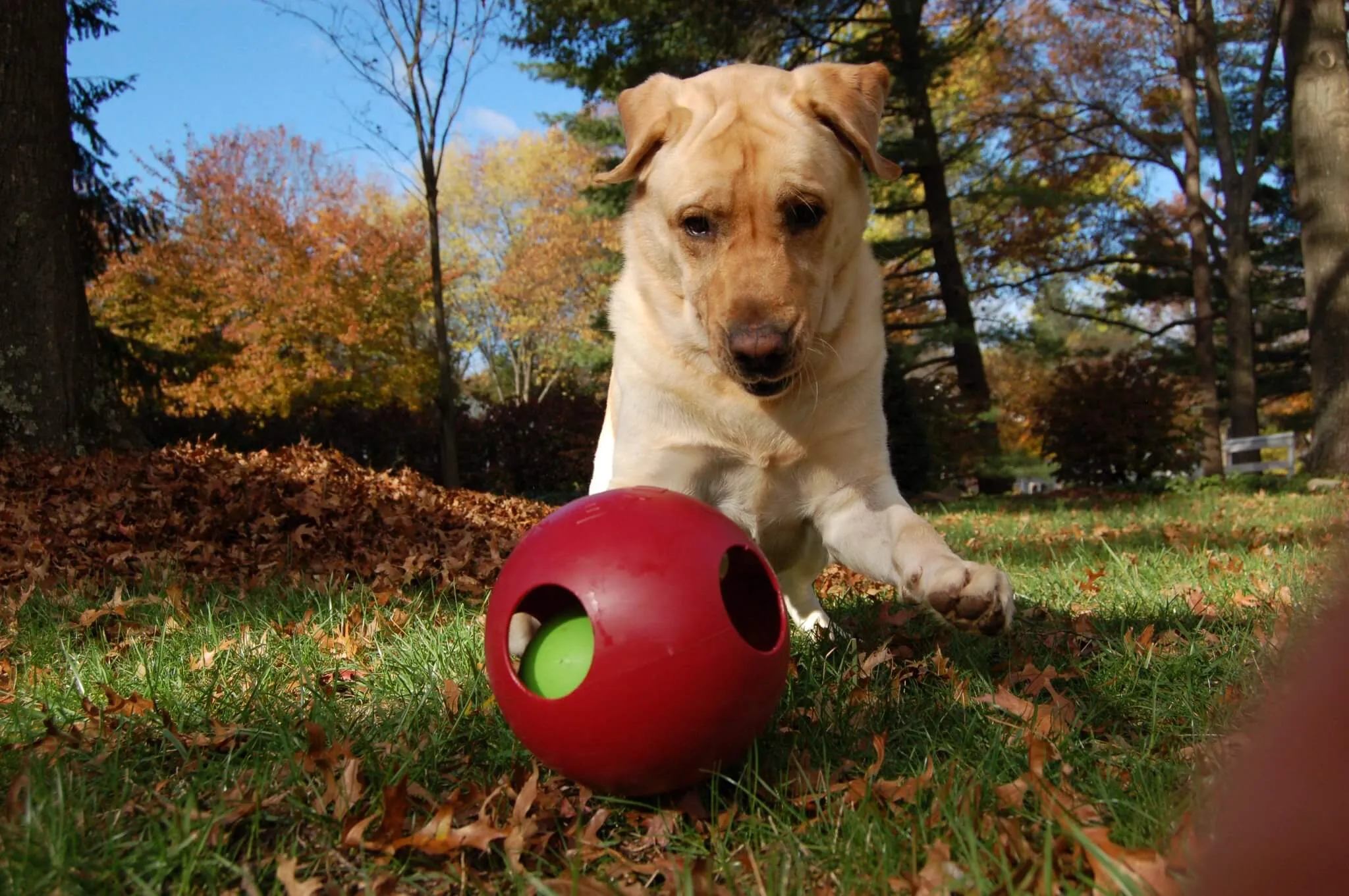X-Small Teaser Ball (4.5")